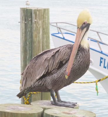 After we left the park, Jeremy took us to John's Pass Marina. We apparently didn't take any people pictures there, but Grandma got a good photo of this Brown Pelican on a pier in the harbor. Then we all had ice cream and pizza, in that order, before turning in for the evening.