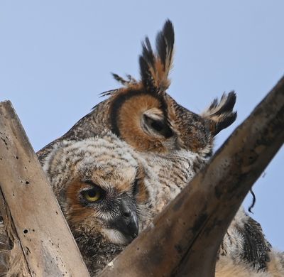While I was taking photos of birds on the beach, a woman told me about an owl nest. So, we followed her directions and found this adult Great Horned Owl with a chick in a nest on top of a dead palm tree.