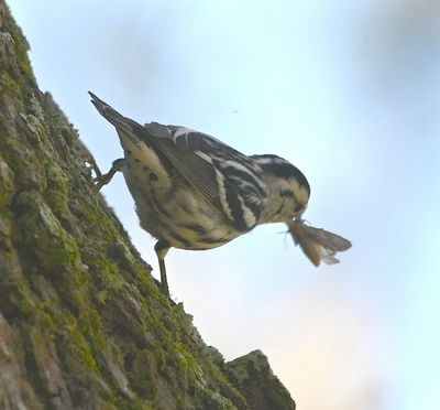 A Black-and-White Warbler found a moth.