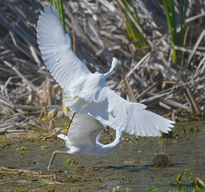 The Snowy Egret wanted the juvenile Little Blue Heron's spot.