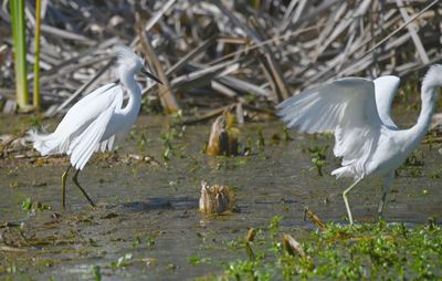 Snowy Egret (L) and juvenile Little Blue Heron (R)