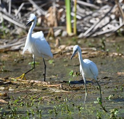 The Snowy Egret has yellow feet.