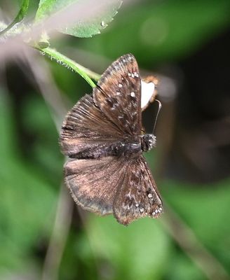 Duskywing moth