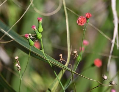 Red Tasselflower
(Emilia fosbergii)
per iNaturalist