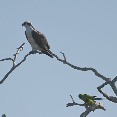 Osprey and Nanday Parakeets