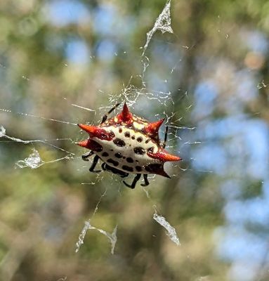 Spiny-backed Orb Weaver spider