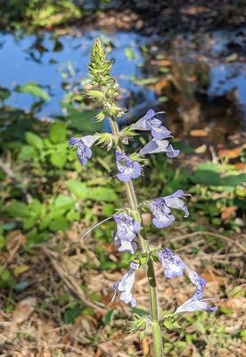 Lyreleaf Sage
(Salvia lyrata)