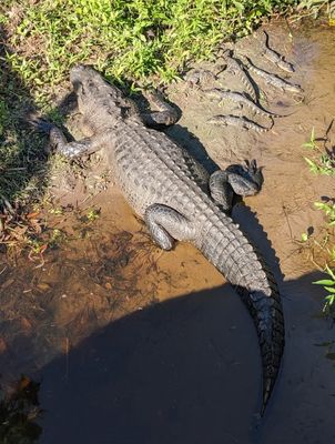 We crossed paths with a couple of young women who told us they'd found an adult alligator with young ones at the end of the trail they had been on. After a little searching, we found them.