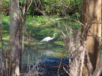 Great Egret in the water
