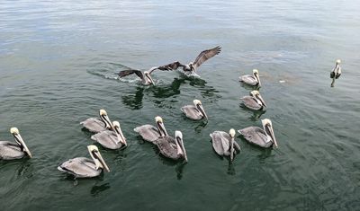The only birds we got photos of on our last day--the day of our fishing trip--were these Brown Pelicans, that came up to our boat as soon as we docked.