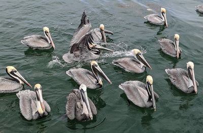 The Brown Pelicans seemed to be expecting a handout after our boat came into dock.