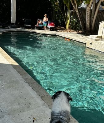 After lunch, the kids went to the beach again and back to Jeremy and Cindy's for a swim, while Grandma and Grandpa went to Boyd Hill Nature Preserve to look for birds.