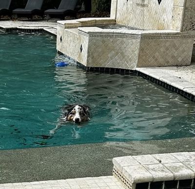 Looks like Levi got in for a swim too.