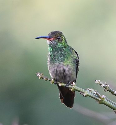 Rufous-tailed Hummingbird
Trip Day 2 (Tue, 3/28): We had arrived a day early to insure making our connecting flight to the Osa Peninsula, so we had a full day to bird the grounds of the hotel on our own before starting the guided part of our trip.