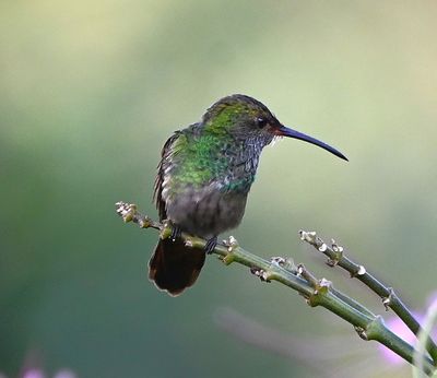Rufous-tailed Hummingbird
