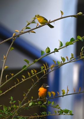Male and female Baltimore Orioles