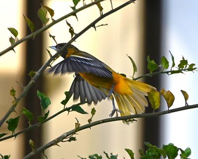 Female Baltimore Oriole, taking flight