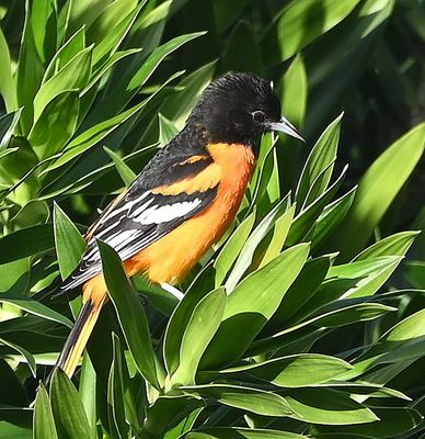 Male Baltimore Oriole
