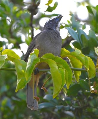 Cinnamon-bellied Saltator