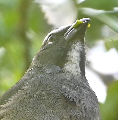 Cinnamon-bellied Saltator, close-up