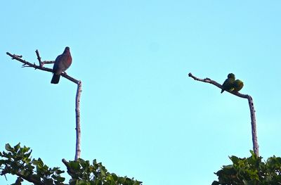 Red-billed Pigeon (L) and a pair of Orange-chinned Parakeets, in the far treetops