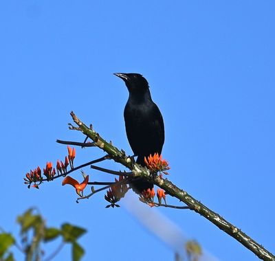 Melodious Blackbird