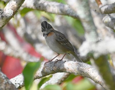Rufous-collared Sparrow