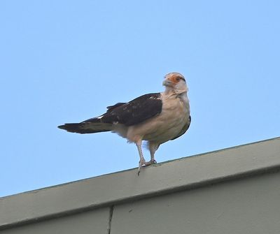 Yellow-headed Caracara, perched on building next door