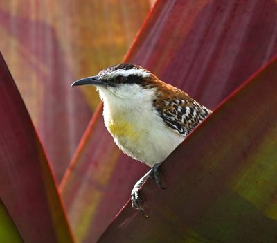 Rufous-naped Wren
