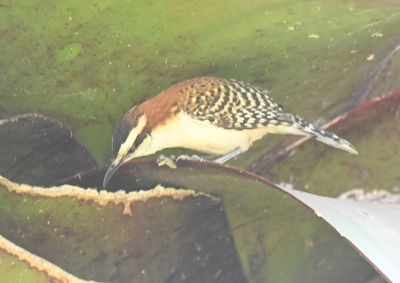 Rufous-naped Wren, drinking from a bromeliad