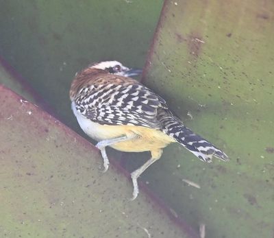 Back side of the Rufous-naped Wren