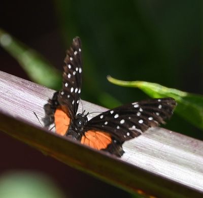 TRIP DAYS 1 and 2 (3/27-28): Hotel Bougainvillea, San Jose, Costa Rica
Crimson Patch butterfly
(Chlosyne janais)