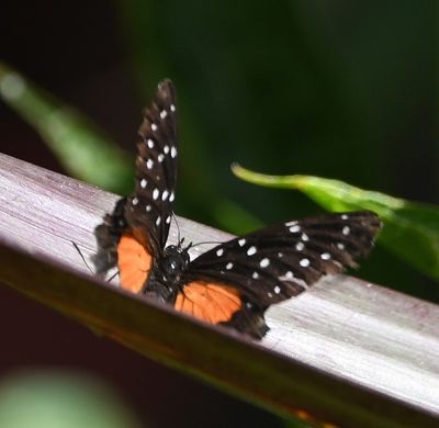 2023 Costa Rica Trip, Non-Avian Fauna