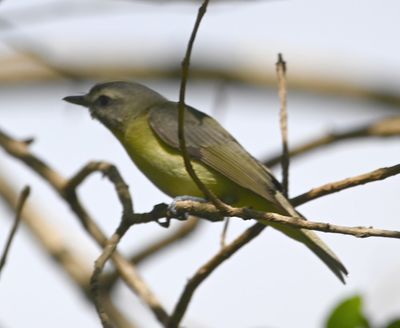 Yellow-green Vireo