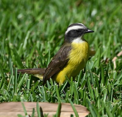 Social Flycatcher