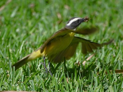 Social Flycatcher, taking off