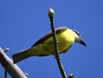 Boat-billed Flycatcher