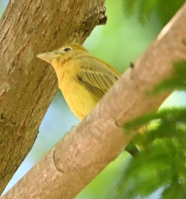 Female Summer Tanager