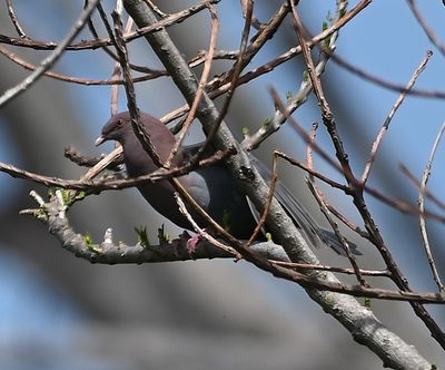 Red-billed Pigeon