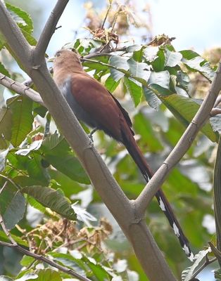 Squirrel Cuckoo