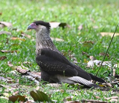Juvenile Crested Caracara