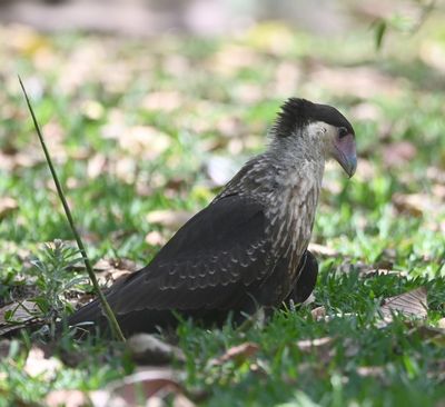 Crested Caracara