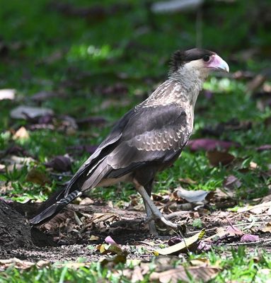 Crested Caracara