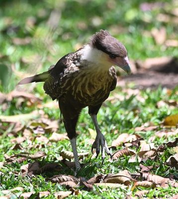 Crested Caracara