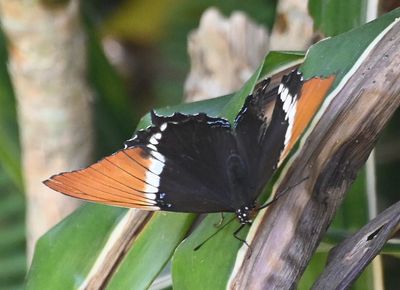 Rusty-tipped Page
(Siproeta epaphus)