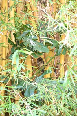 Mottled Owl, in bamboo copse