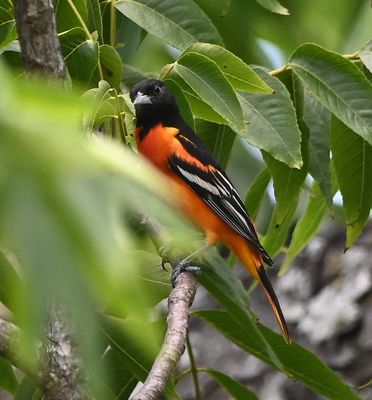 Male Baltimore Oriole