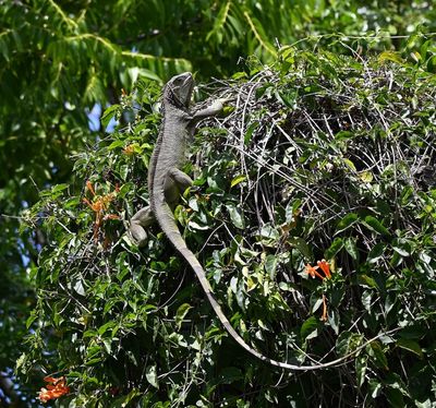 Green or Common Iguana
(Iguana iguana)