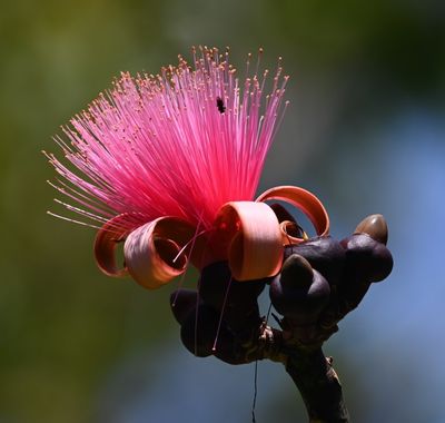Shaving Brush Tree
(Pseudobombax ellipticum)