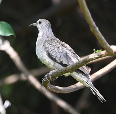 Inca Dove